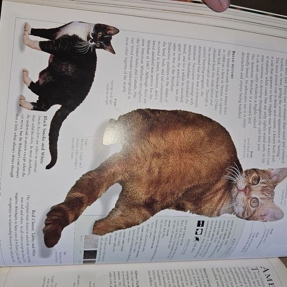 The New Encyclopedia Of The Cats By Bruce Fogle - Picture 6 of 10